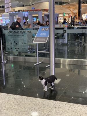 lax 공항: 공항에서 만난 고양이의 철학적 고민